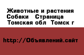 Животные и растения Собаки - Страница 14 . Томская обл.,Томск г.